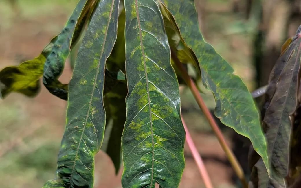 Diagnosing a crop from a photo, or a voice note, photograph of a cassava leaf showing the mottling a user would point the camera at