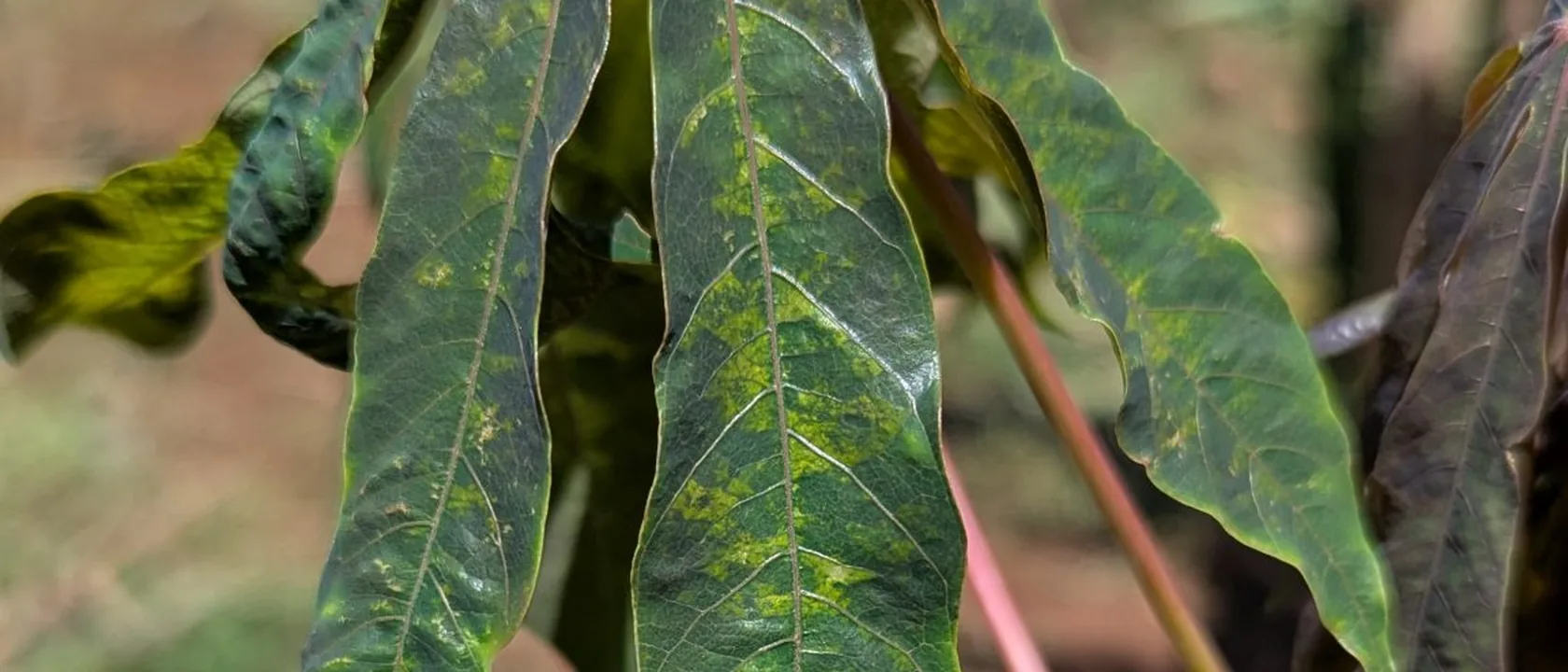 Diagnosing a crop from a photo, or a voice note, photograph of a cassava leaf showing the mottling a user would point the camera at